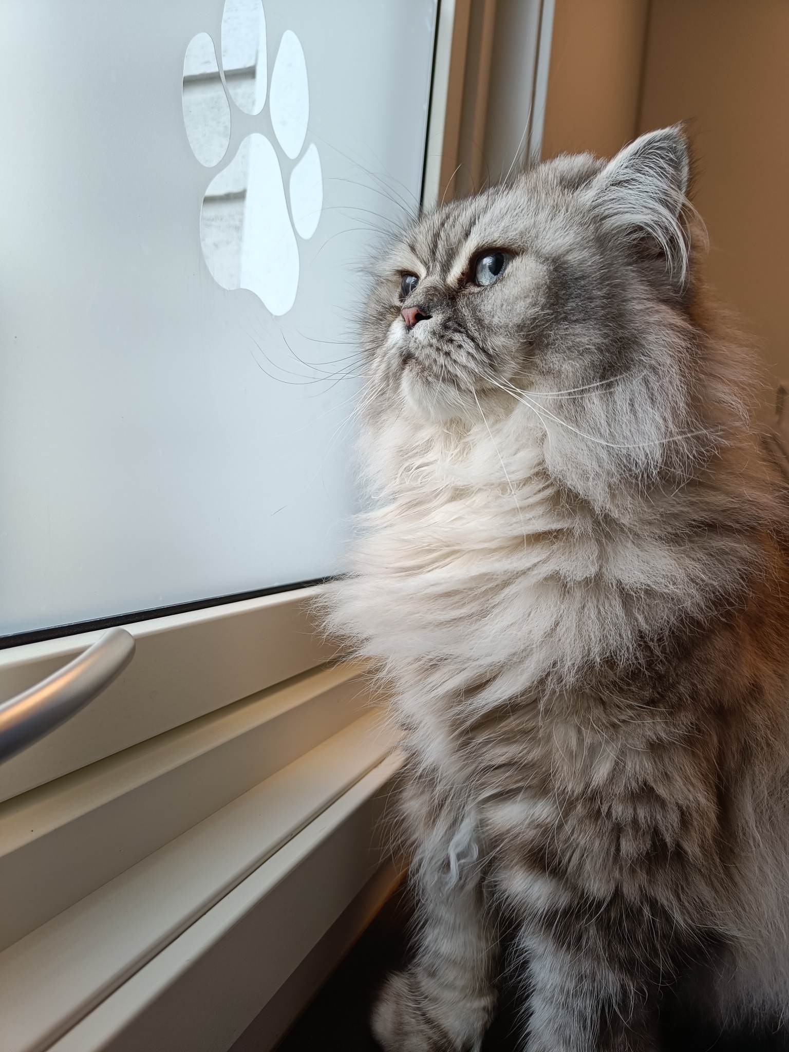 317245747 829643798263446 2004199229213082489 N