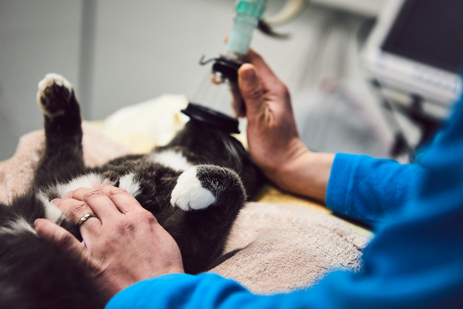 Valdresveterinaersenter Kastrering Katt