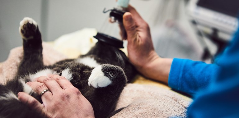 Valdresveterinaersenter Kastrering Katt