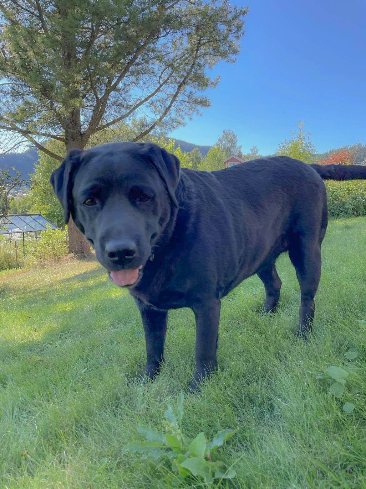 Lisa Labrador Valdres Veterinærsenter