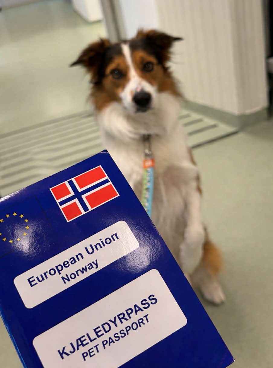 68961831 2335 4E07 Aede B86f4d9b30d2 (1)