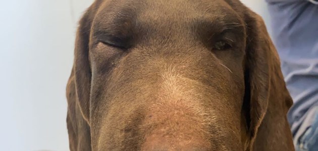 Valdresveterinaersenter Huggormbitt