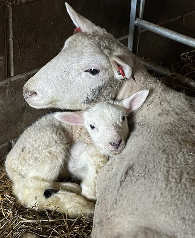 59305929 2052970324825413 2610001254402752512 N