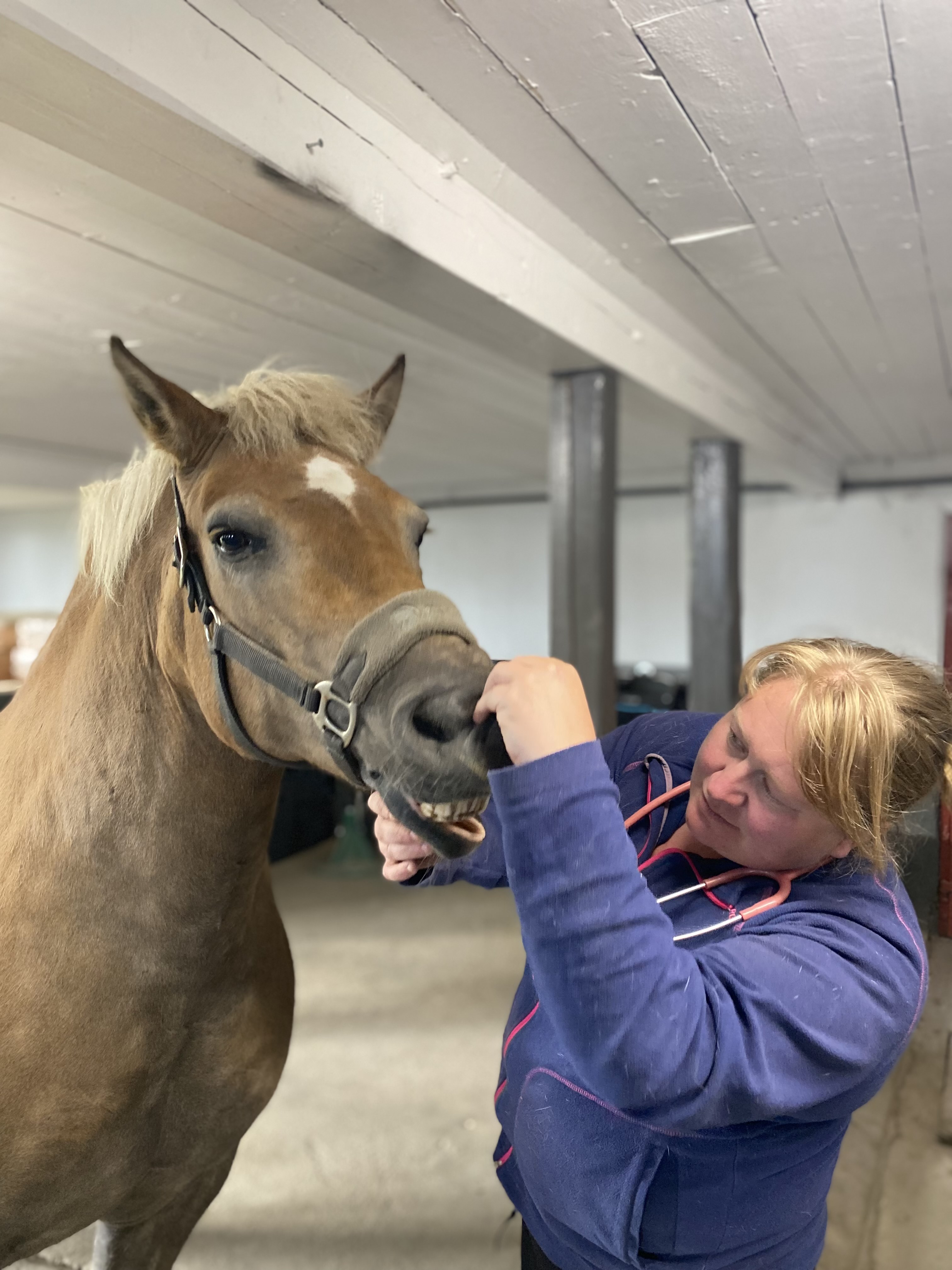 Valdresveterinaersenter Hest Tannpleie