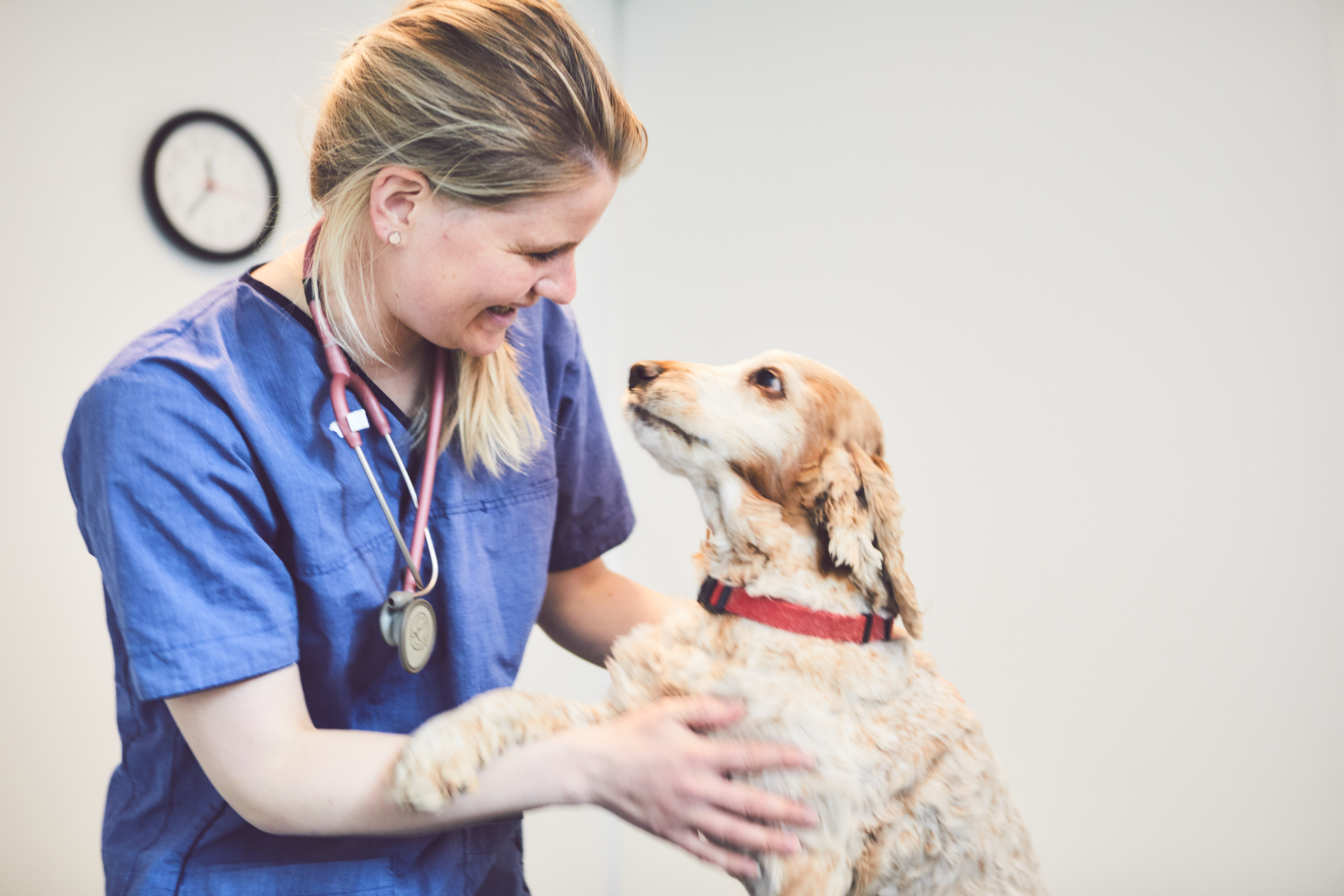 Valdresveterinaersenter Hund