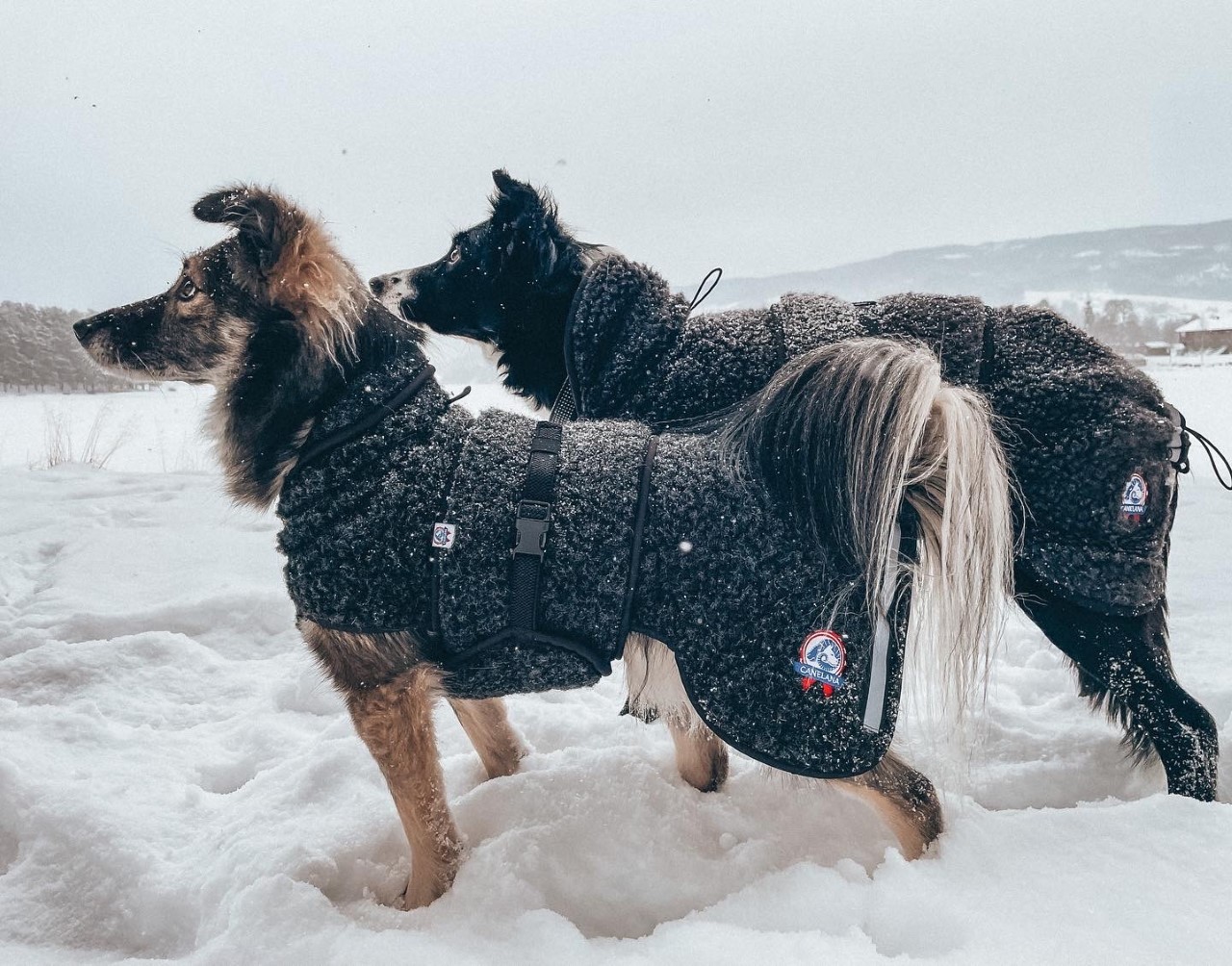 Thumbnail 887BC1E1 1CD0 455B B20C E01E734AB602