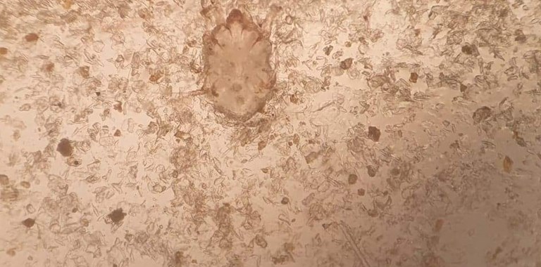 Image2