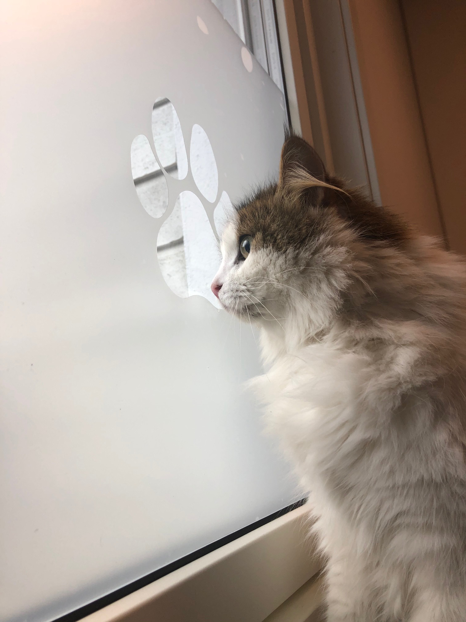 Valdresveterinaersenter Katt