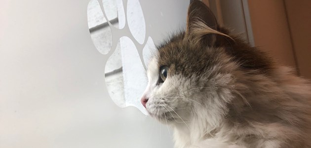 Valdresveterinaersenter Katt