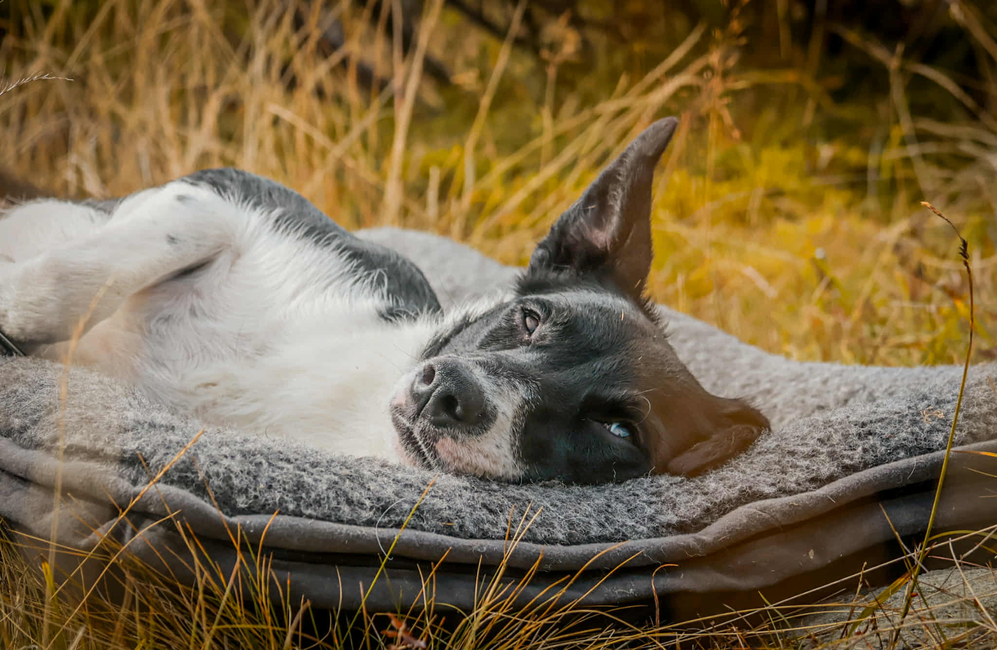 B1785e99 3Db3 4188 922D Abbf48cf9ef1