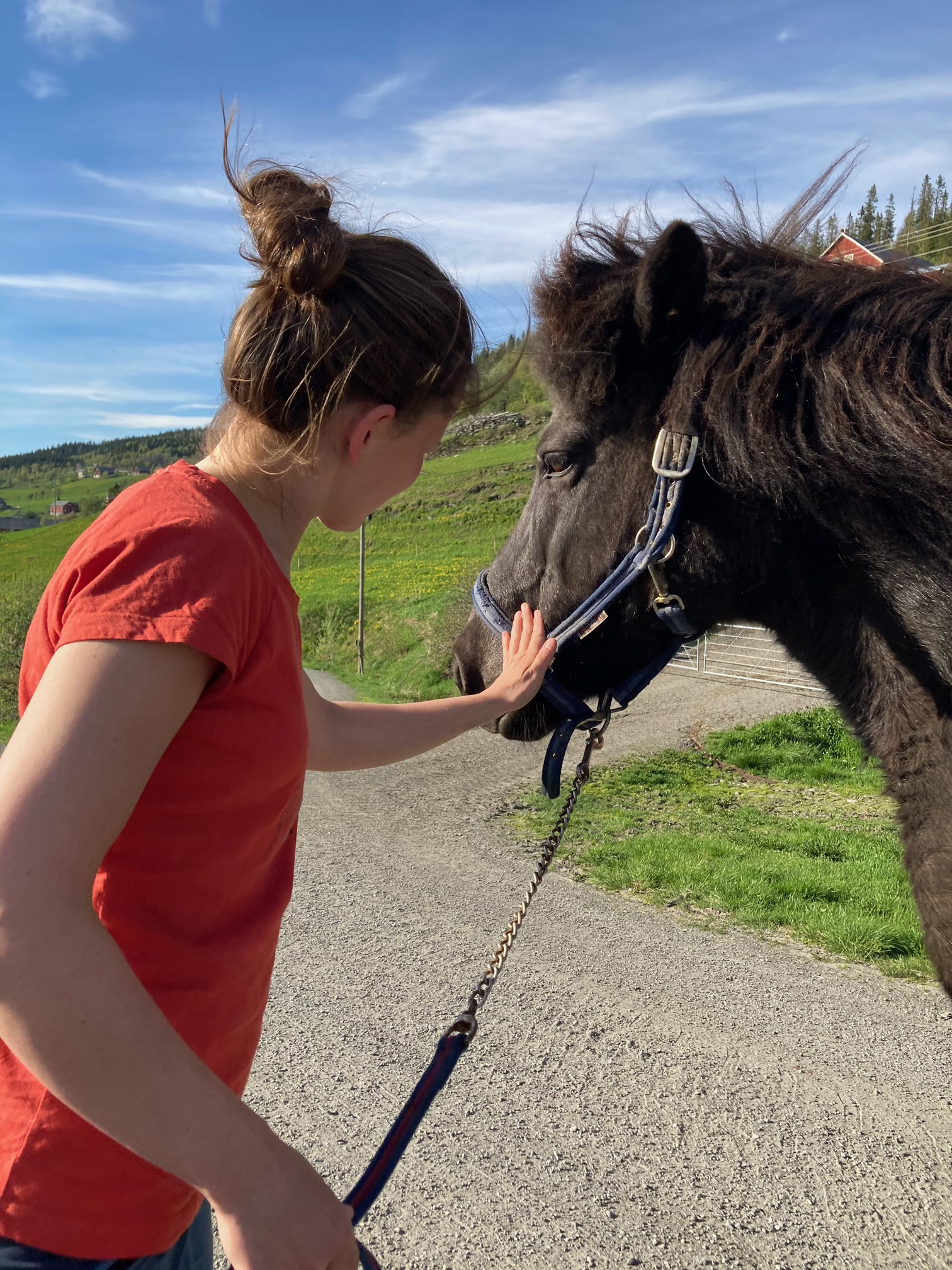 Valdresveterinaersenter Hest Pleie