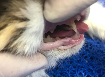 Valdresveterinaersenter Katt Tr