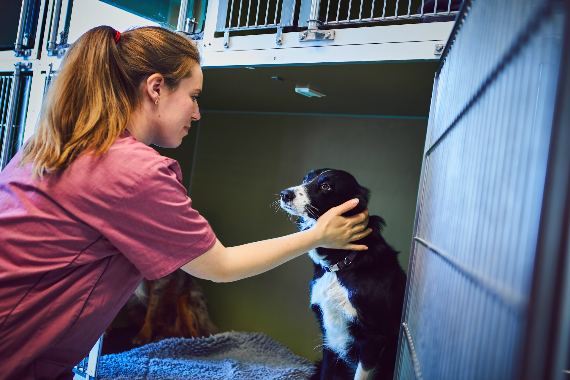 Valdresveterinaersenter Hund