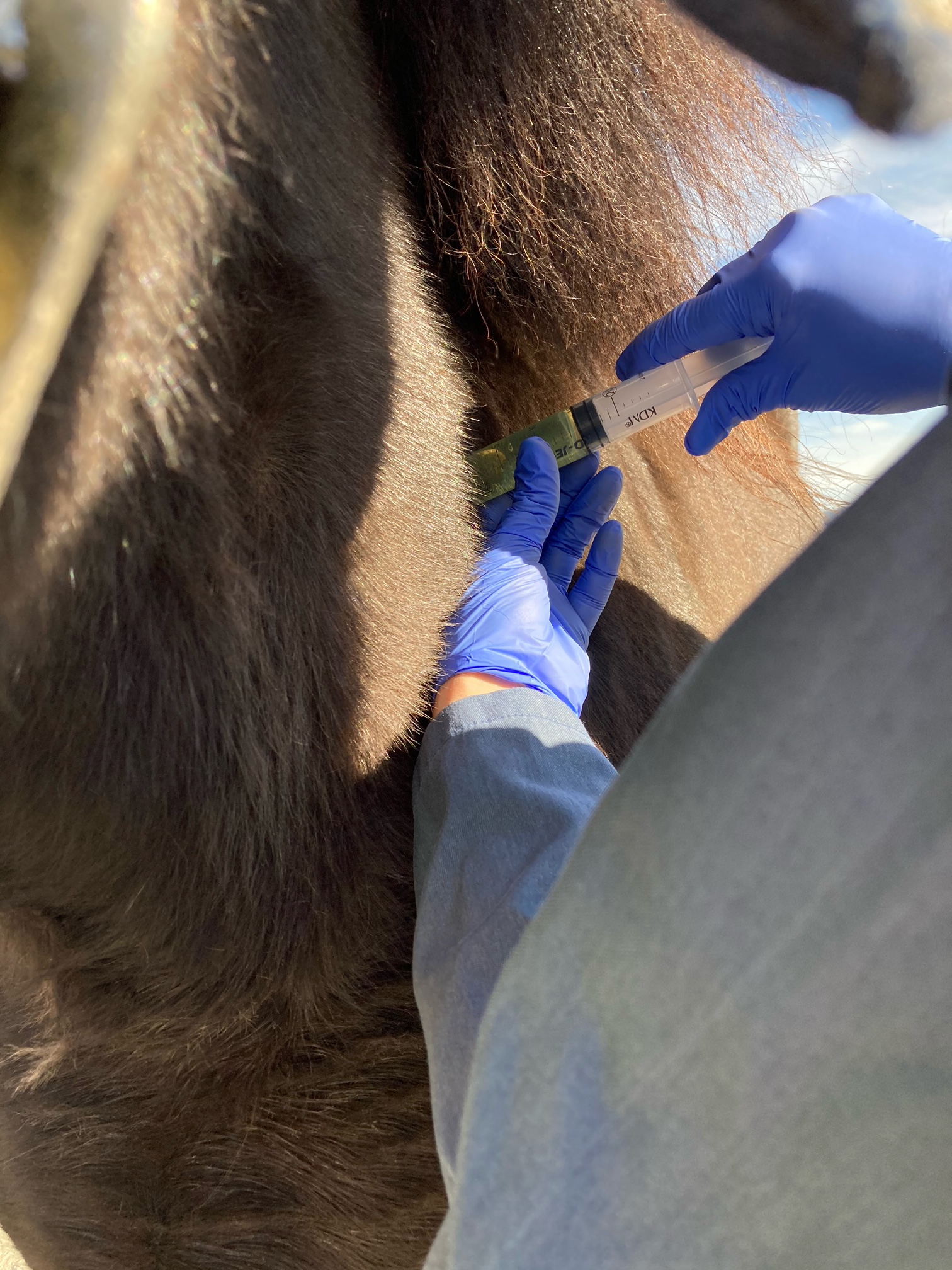 Valdresveterinaersenter Hest Vaksinering