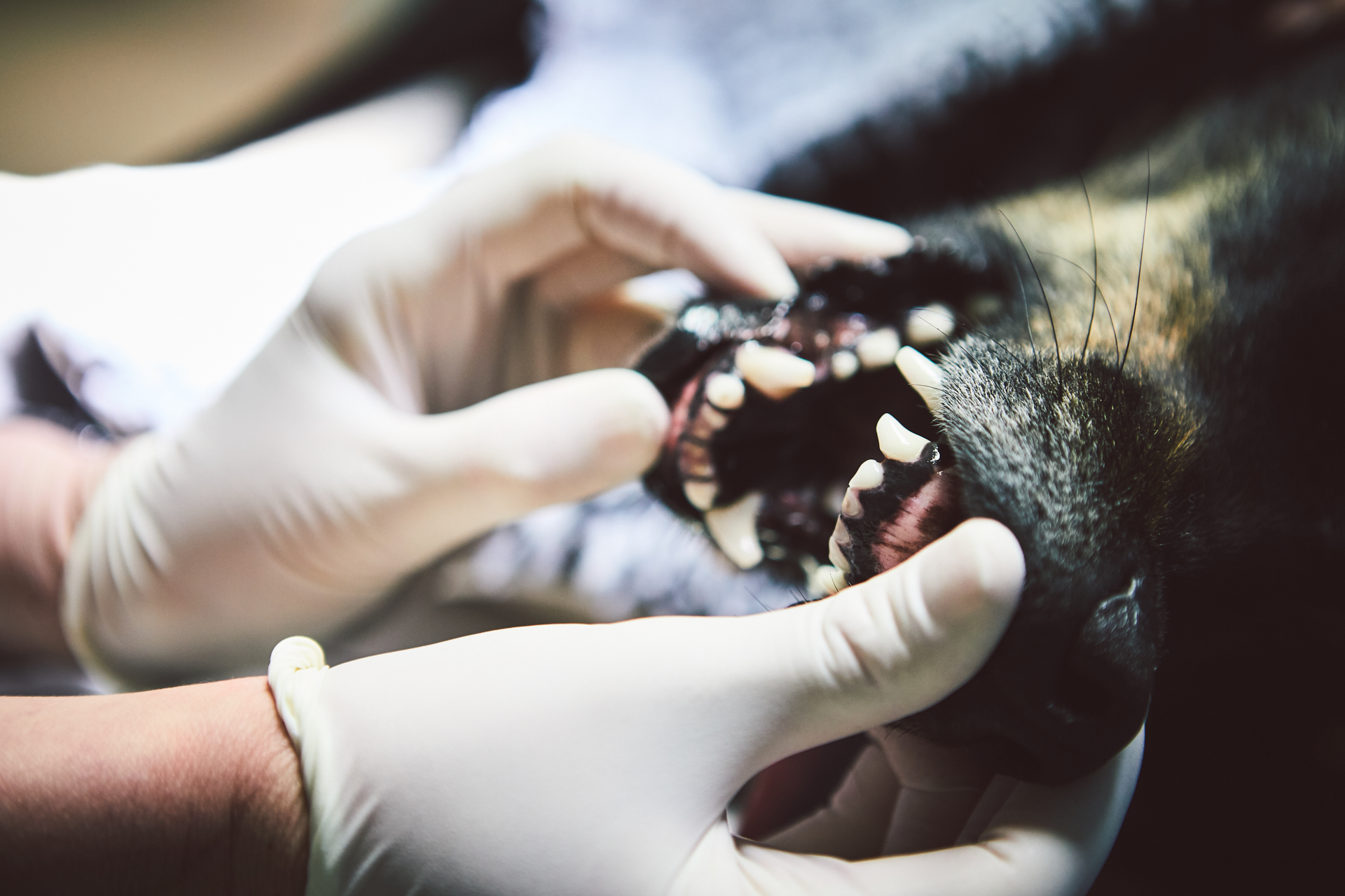 Valdresveterinaersenter Tannbehandling