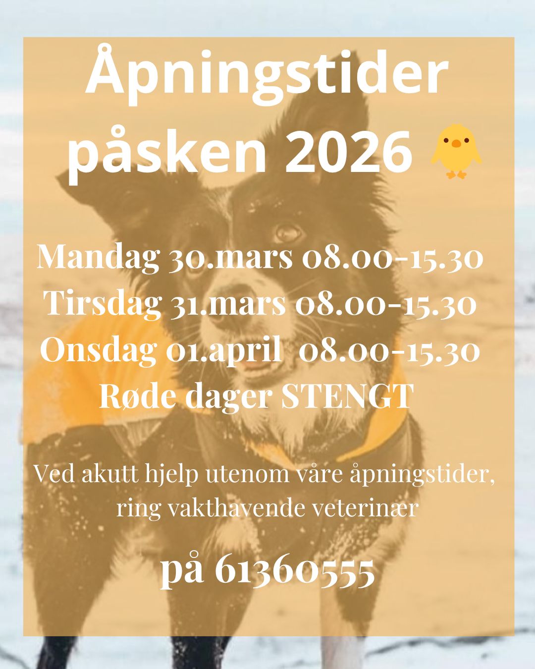 658360217 1565315175598360 7871027591938156588 N